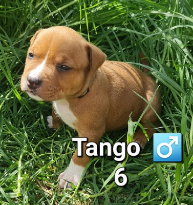 CHIOT 6 Tango