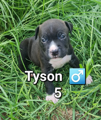 CHIOT 5 Tyson