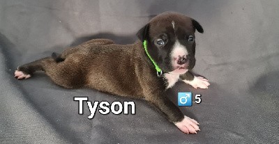CHIOT 5 Tyson