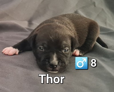 CHIOT 8 Thor