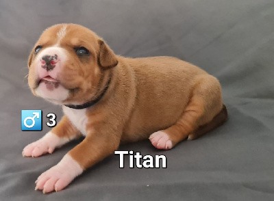 CHIOT 3 Titan